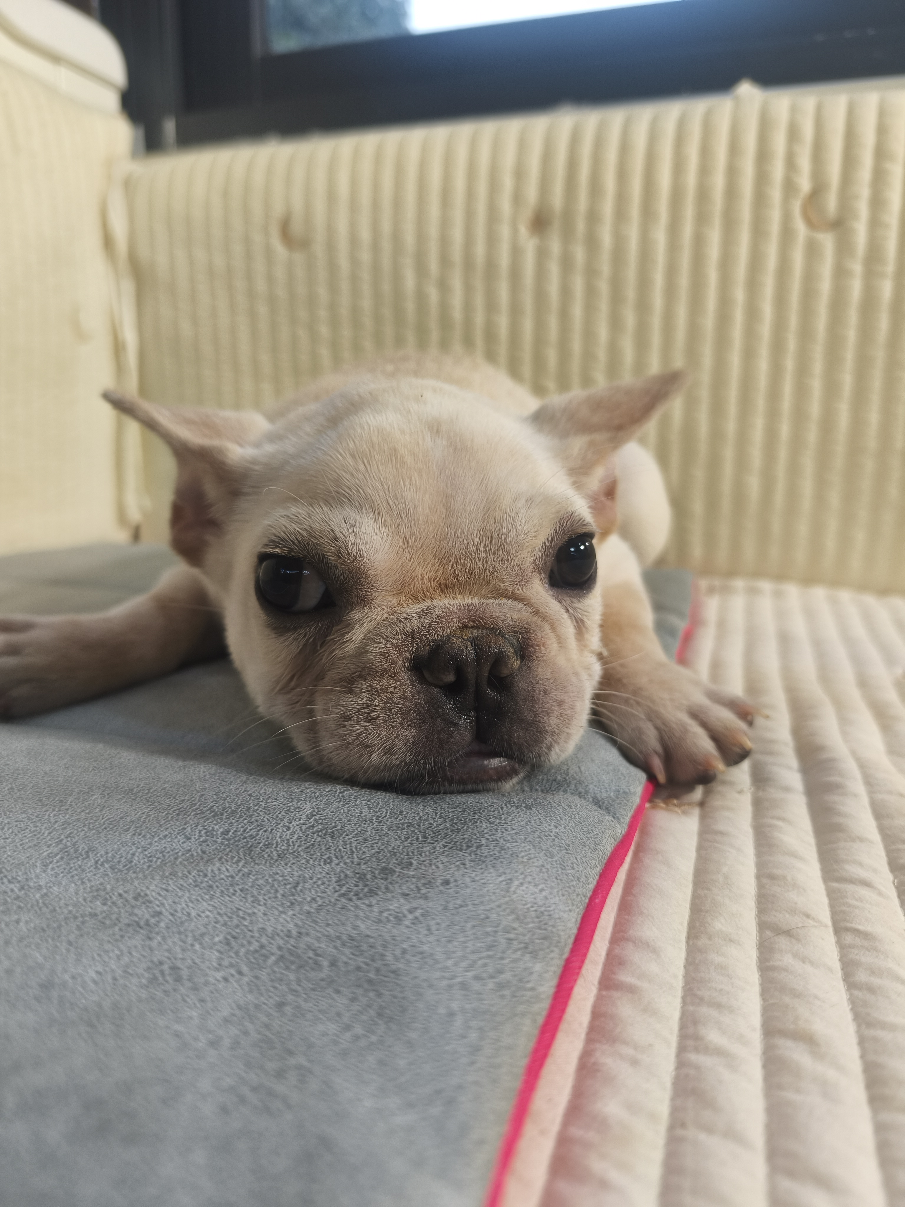 呆呆 萌萌 可爱的小法斗